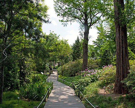Hongneung Arboretum