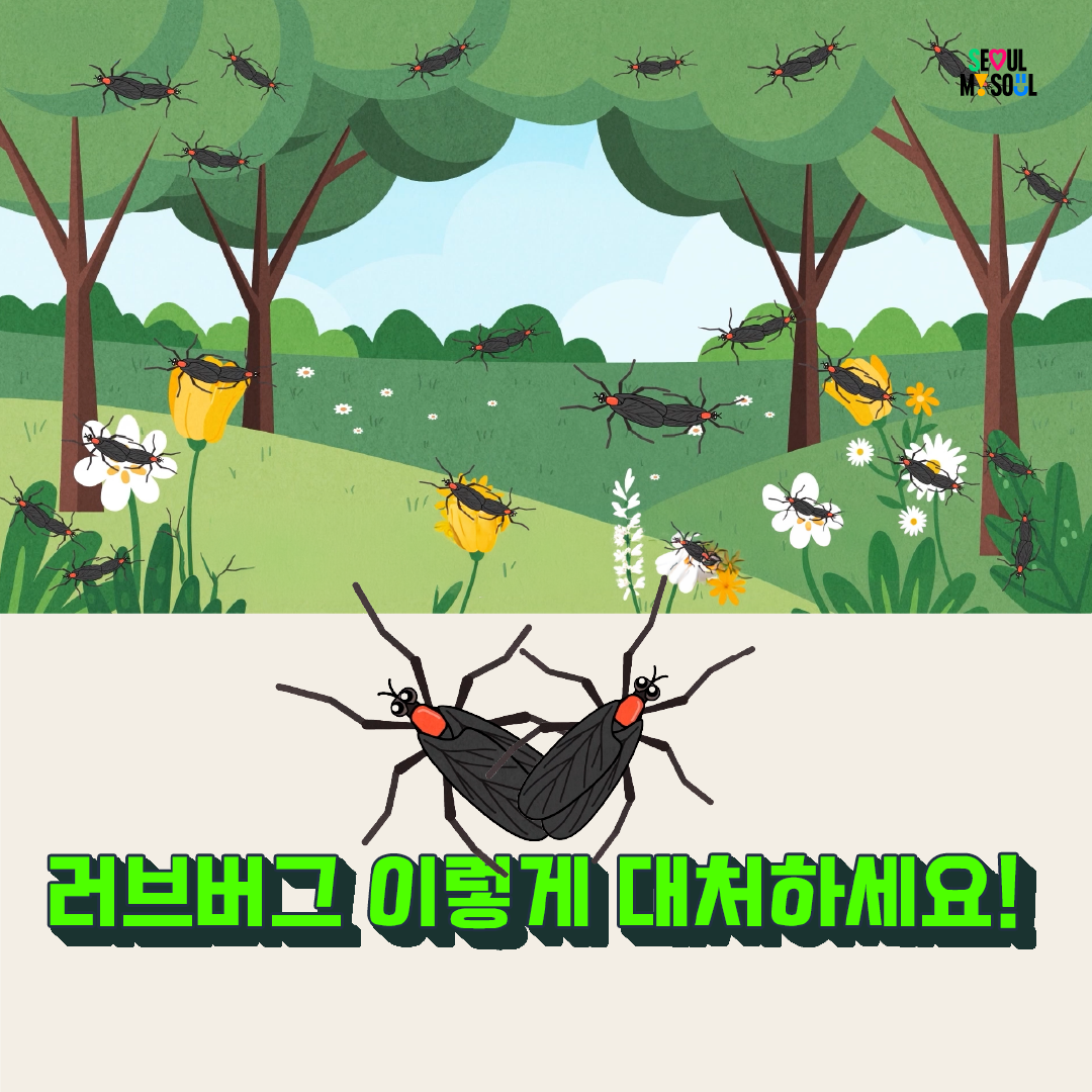 러브버그, 이렇게 대처하세요! 이미지 1 - 본문에 자세한설명을 제공합니다.