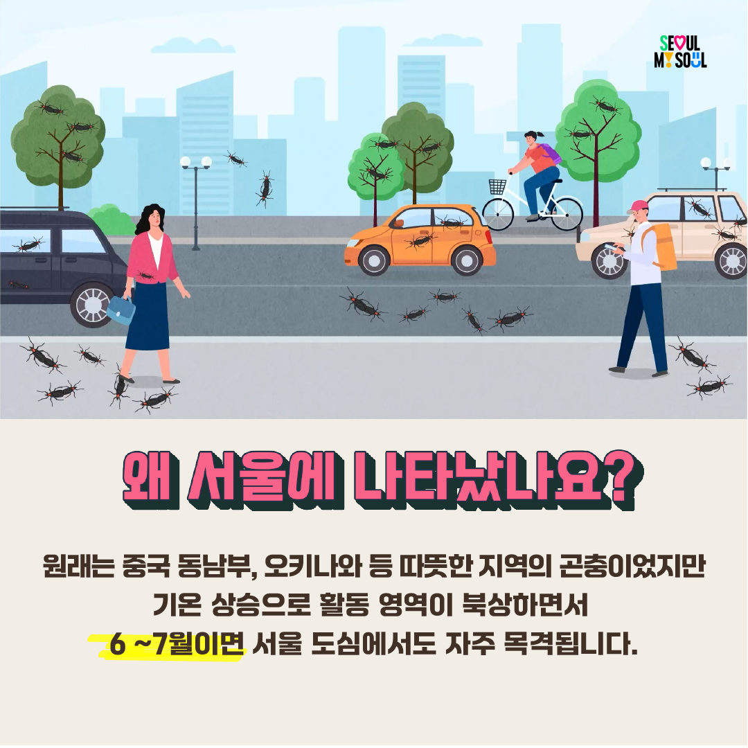 러브버그, 이렇게 대처하세요! 이미지 2 - 본문에 자세한설명을 제공합니다.