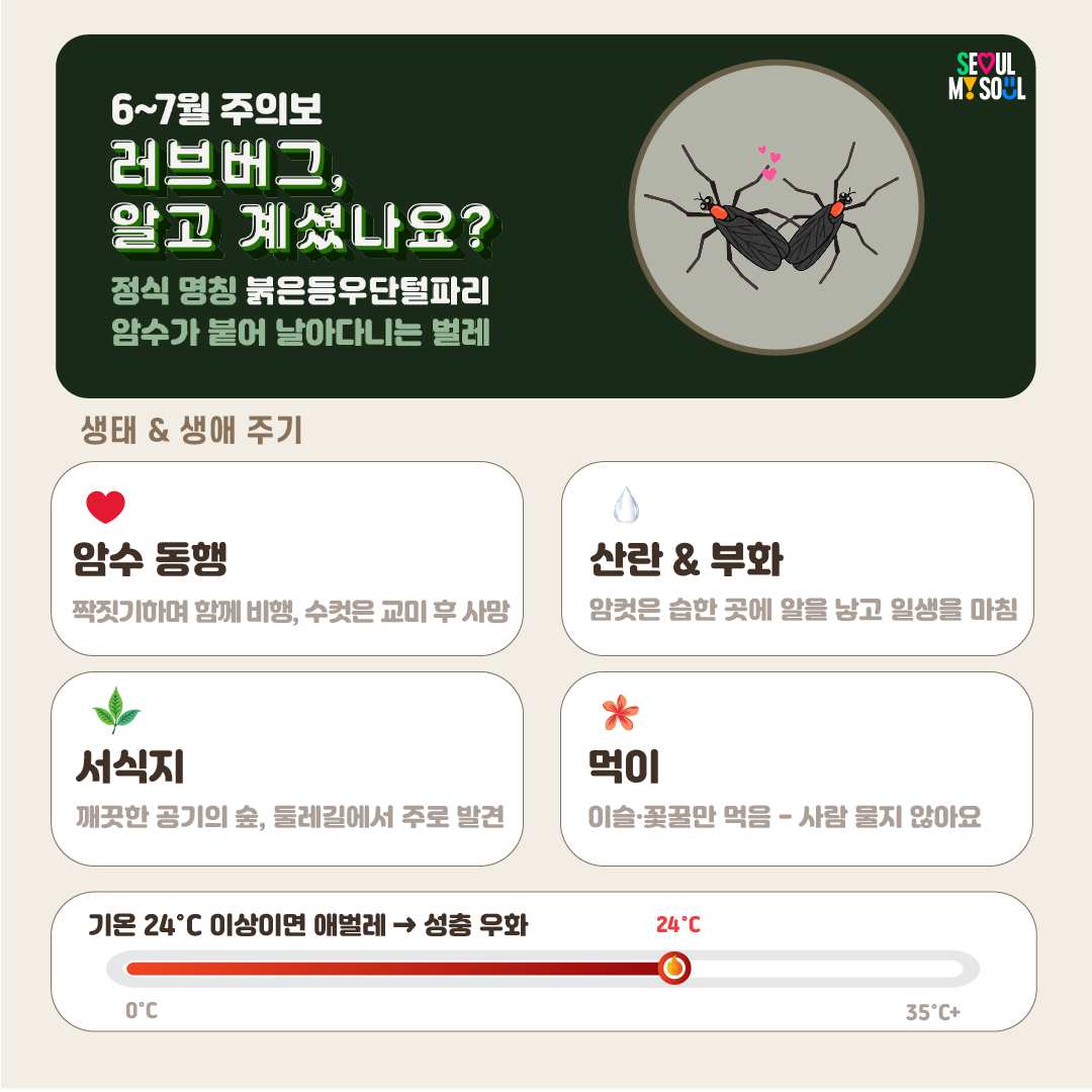러브버그, 이렇게 대처하세요! 이미지 3 - 본문에 자세한설명을 제공합니다.