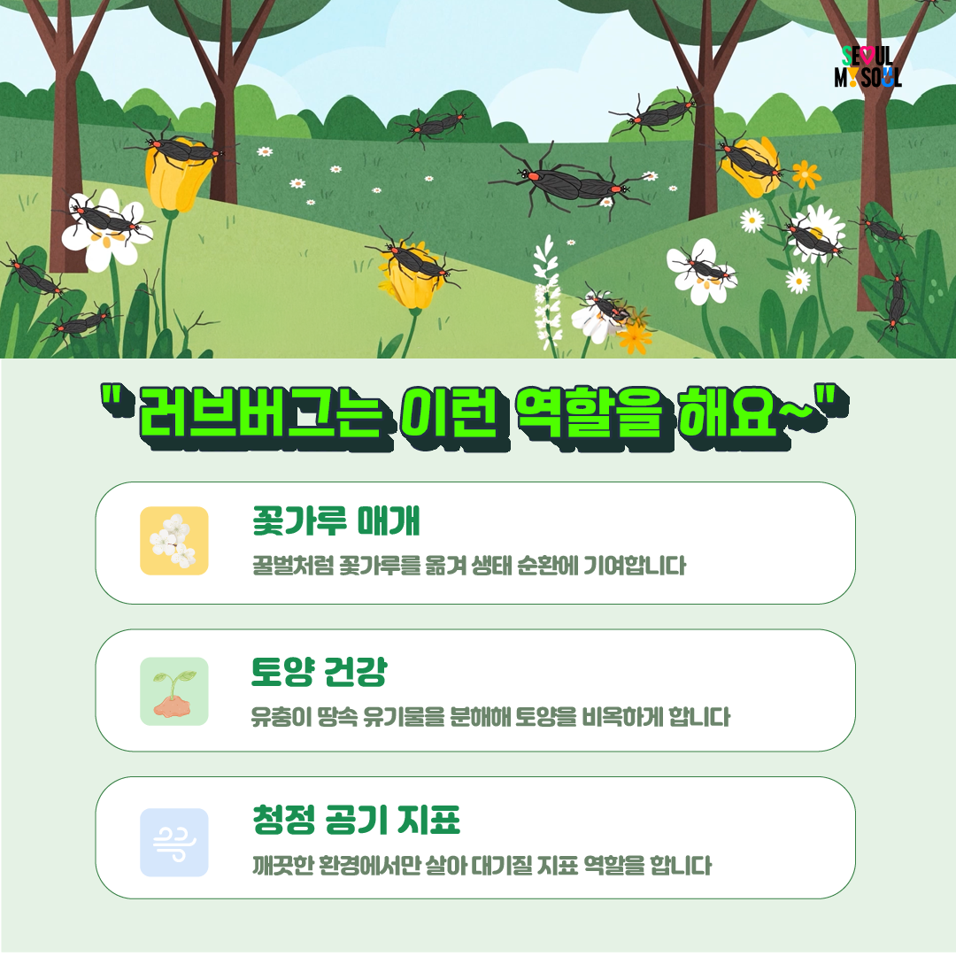 러브버그, 이렇게 대처하세요! 이미지 4 - 본문에 자세한설명을 제공합니다.