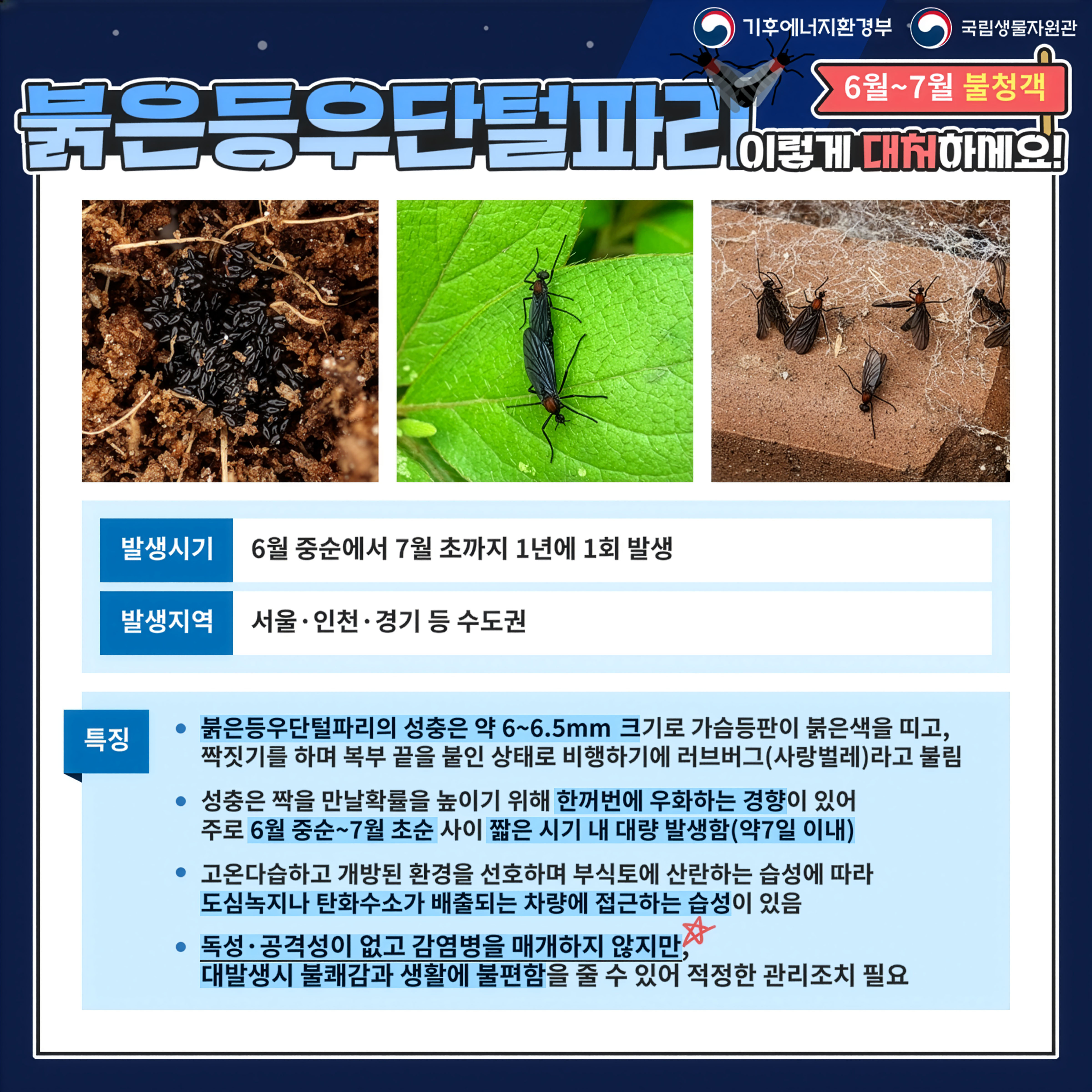 6~7월 불청객 러브버그(붉은등우단털파리), 이렇게 대처하세요! 이미지 2 - 본문에 자세한설명을 제공합니다.