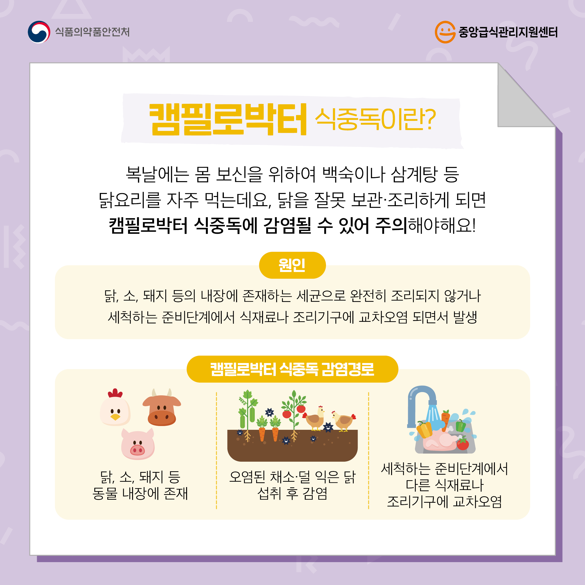 복날, 닭요리 안전하게 섭취하기(캠필로박터 식중독 주의) 이미지 2 - 본문에 자세한설명을 제공합니다.