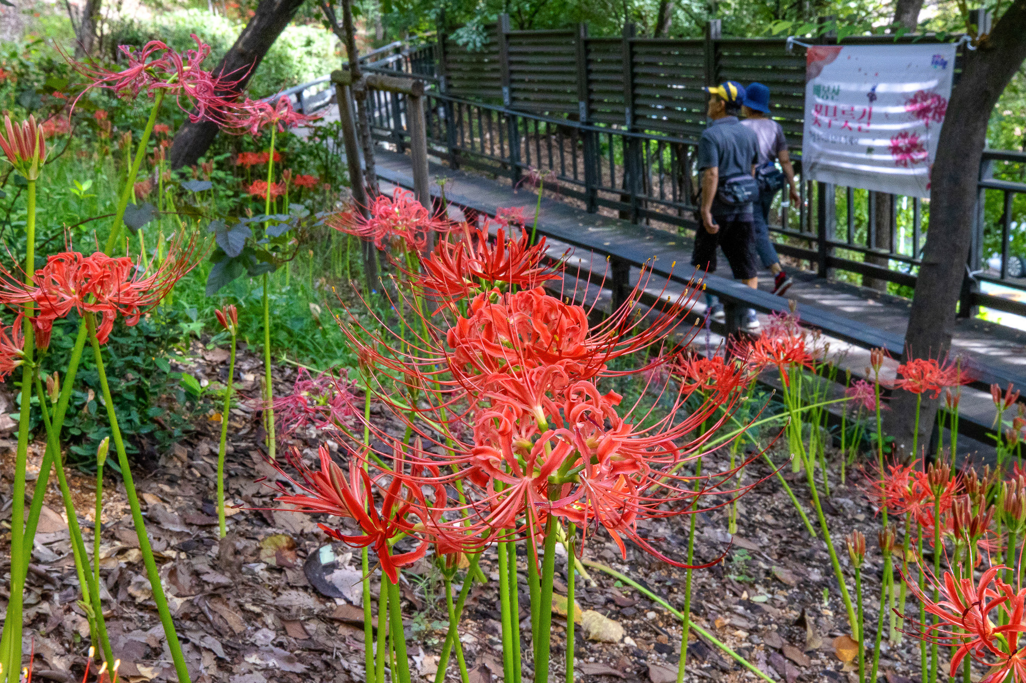 배봉산 꽃무릇 군락지 개화 이미지 2 - 본문에 자세한설명을 제공합니다.