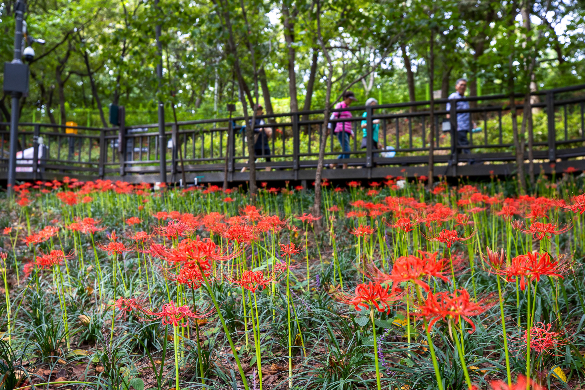 배봉산 꽃무릇 군락지 개화 이미지 3 - 본문에 자세한설명을 제공합니다.