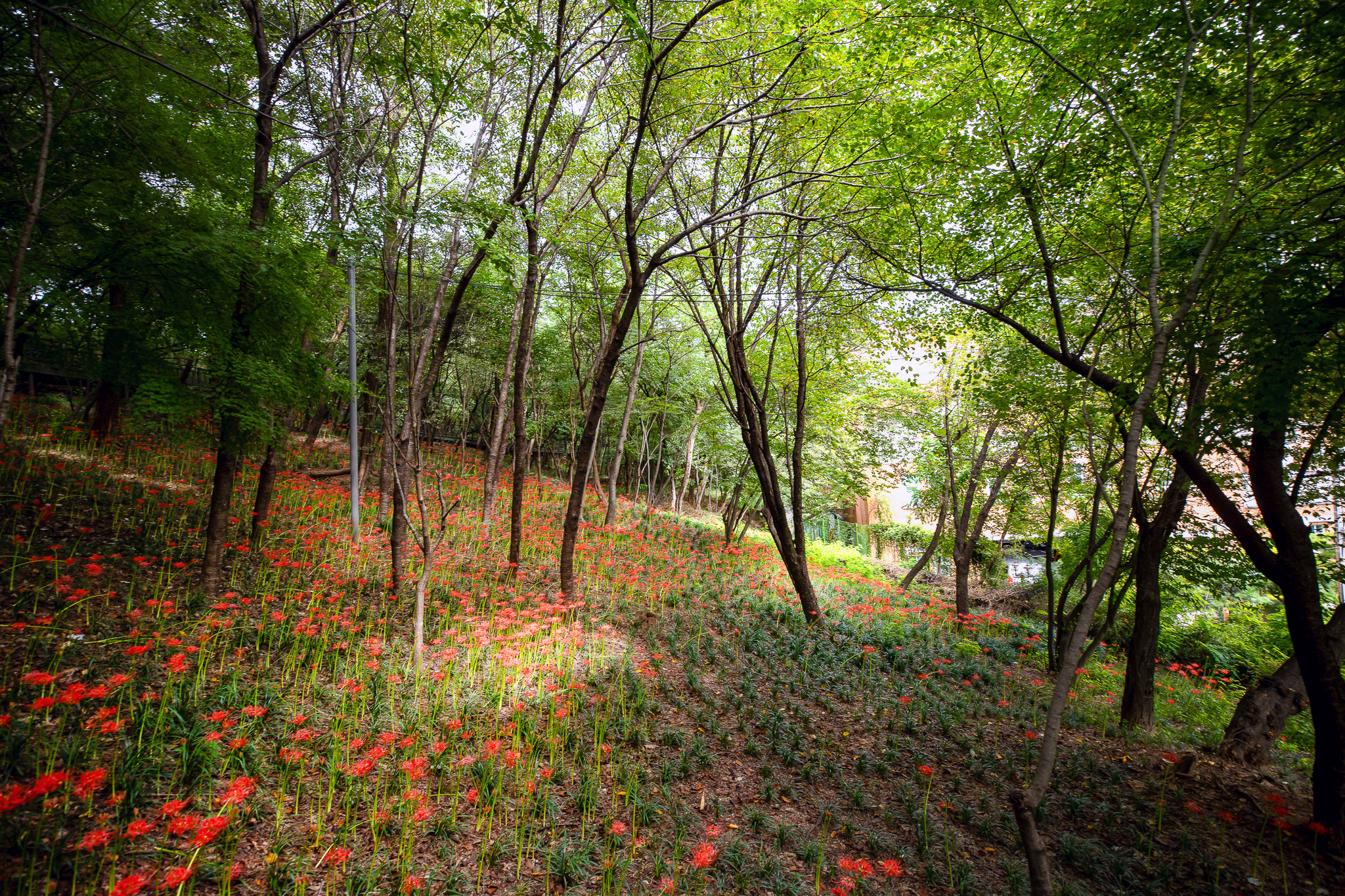 배봉산 꽃무릇 군락지 개화 이미지 5 - 본문에 자세한설명을 제공합니다.