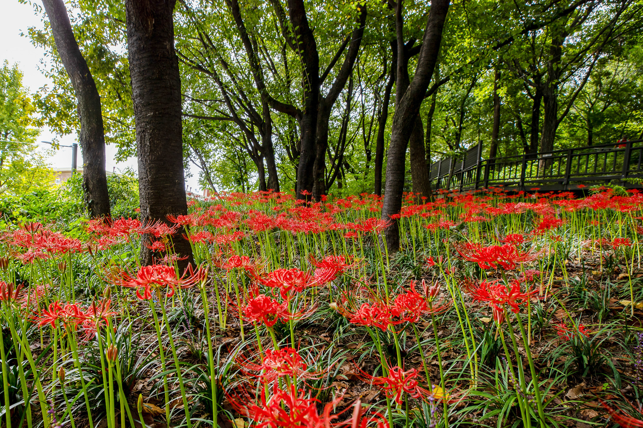 배봉산 꽃무릇 군락지 개화 이미지 6 - 본문에 자세한설명을 제공합니다.