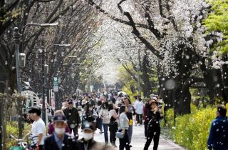 2023 동대문구 봄꽃축제 이미지