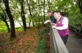 배봉산 꽃무릇 군락지 개화 이미지