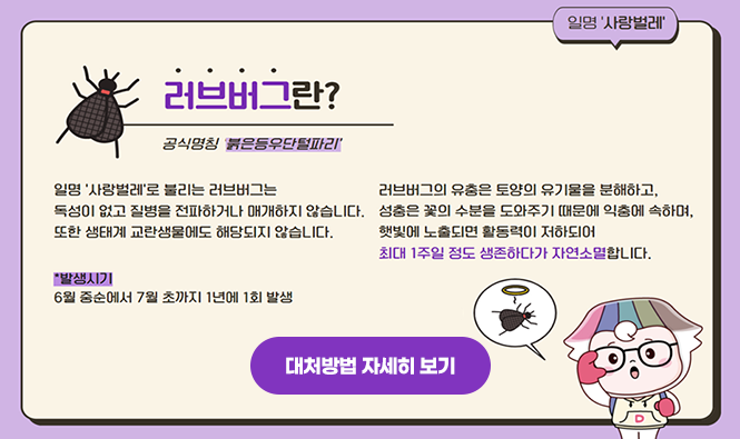 러브버그란? 공식명칭 '붉은등우단털파리'
일명 '사랑벌레'라 불리는 러브버그는 독성이 없고 질병을 전파하거나 매개하지 않습니다.
또한 생태계 교란생물에도 해당되지 않습니다.
러브버그의 유충은 토양의 유기물을 분해하고 성충은 꽃의 수분을 도와주기 때문에 익추에 속하며, 햇빛에 노출되면 활동력이 저하되어 최대 1주일 정도 생존하다가 자연소멸합니다.
발생시기 6월 중순에서 7월 초까지 1년에 1회 발생
