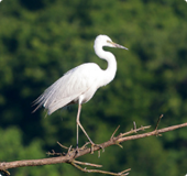 Bird - White Heron