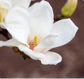 Flower - Magnolia