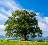 Tree - Zelkova Tree