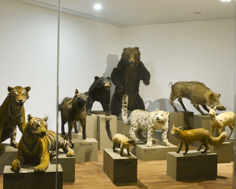 Kyunghee University Museum of Natural History