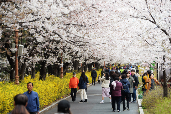 トンデムン(東大門)春の花祭り