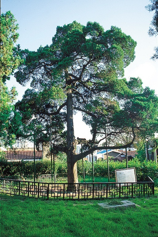 Oriental Juniper at Seonnongdan