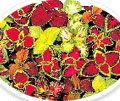 색깔이 다양한 꽃잎의 코리우스 사진