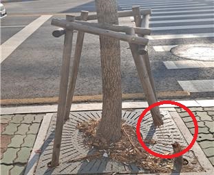 가로수 지지대 훼손(장안동) 정비 전 사진입니다.