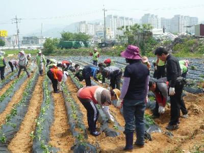 2012년 자매결연지 금왕읍 농촌일손돕기(고구마심기)  이미지